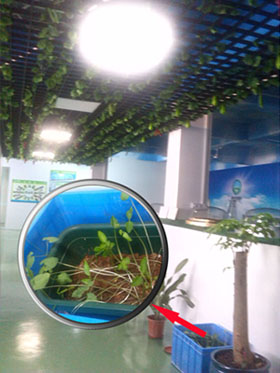 在導(dǎo)光管采光系統(tǒng)引入的自然光照射下大豆發(fā)芽啦 在導(dǎo)光管采光系統(tǒng)引入的自然光照射下大豆發(fā)芽啦